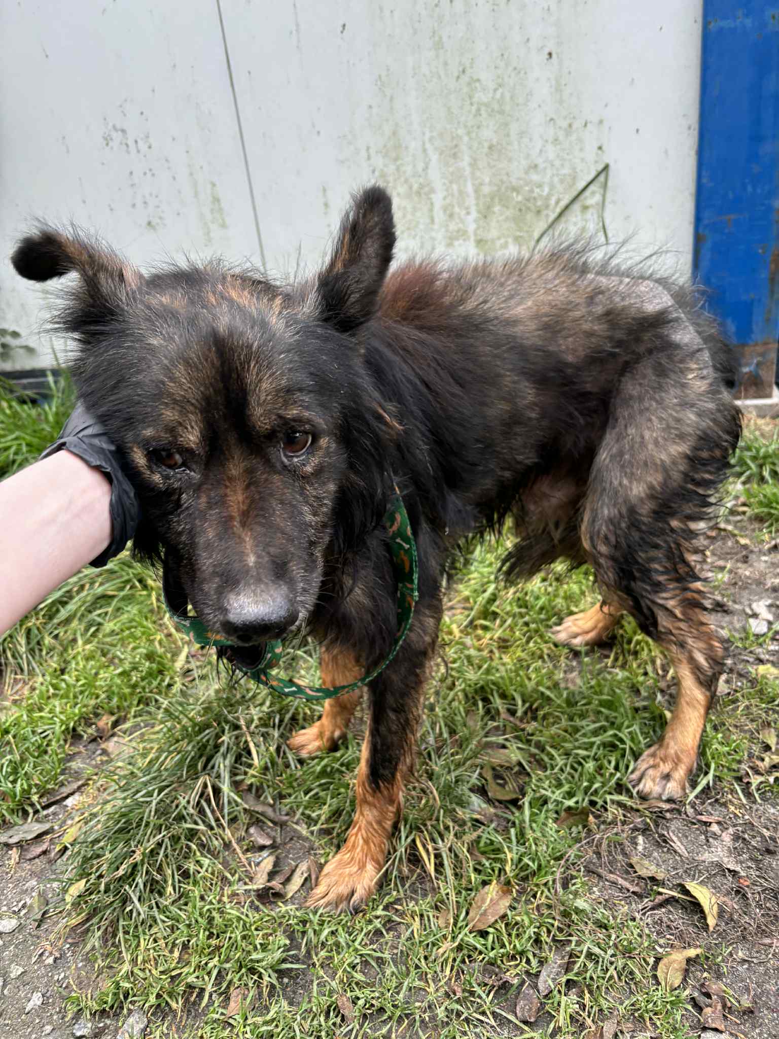 Chory pies na łańcuchu - Strupek