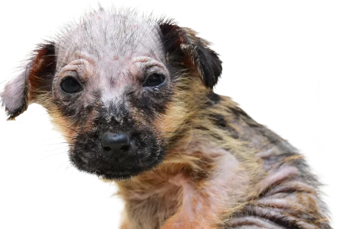 chory szczeniak pies rozliczenie podatku zwierzęta opp wrocław ekostraż krs