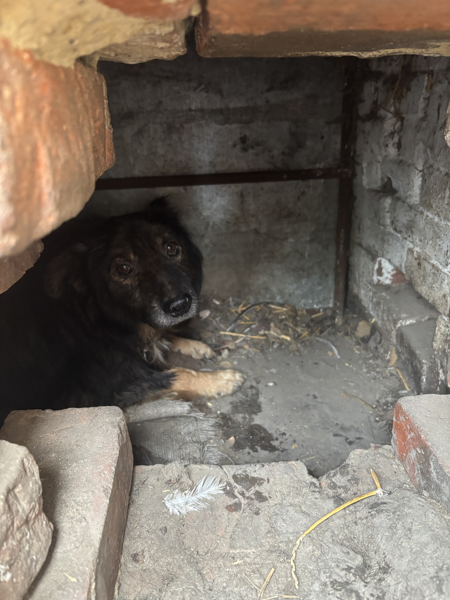 Pies na łańcuchu w szopie - Strupek