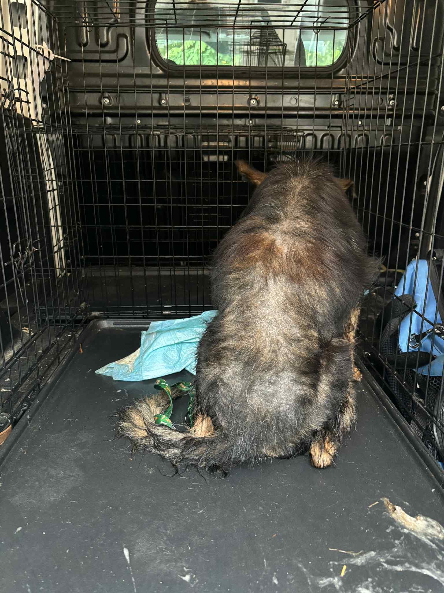 Strupek chory pies siedzi tyłem