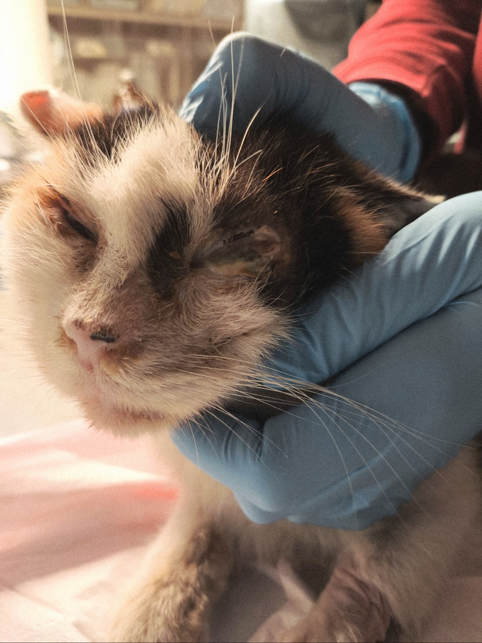 chory kot u weterynarza przekaż 1,5 procent podatku zwierzęta ekostraż krs 0000352569