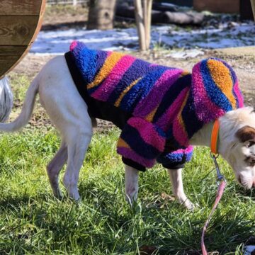 Pies Staś do Adopcji w Ekostraży (9)