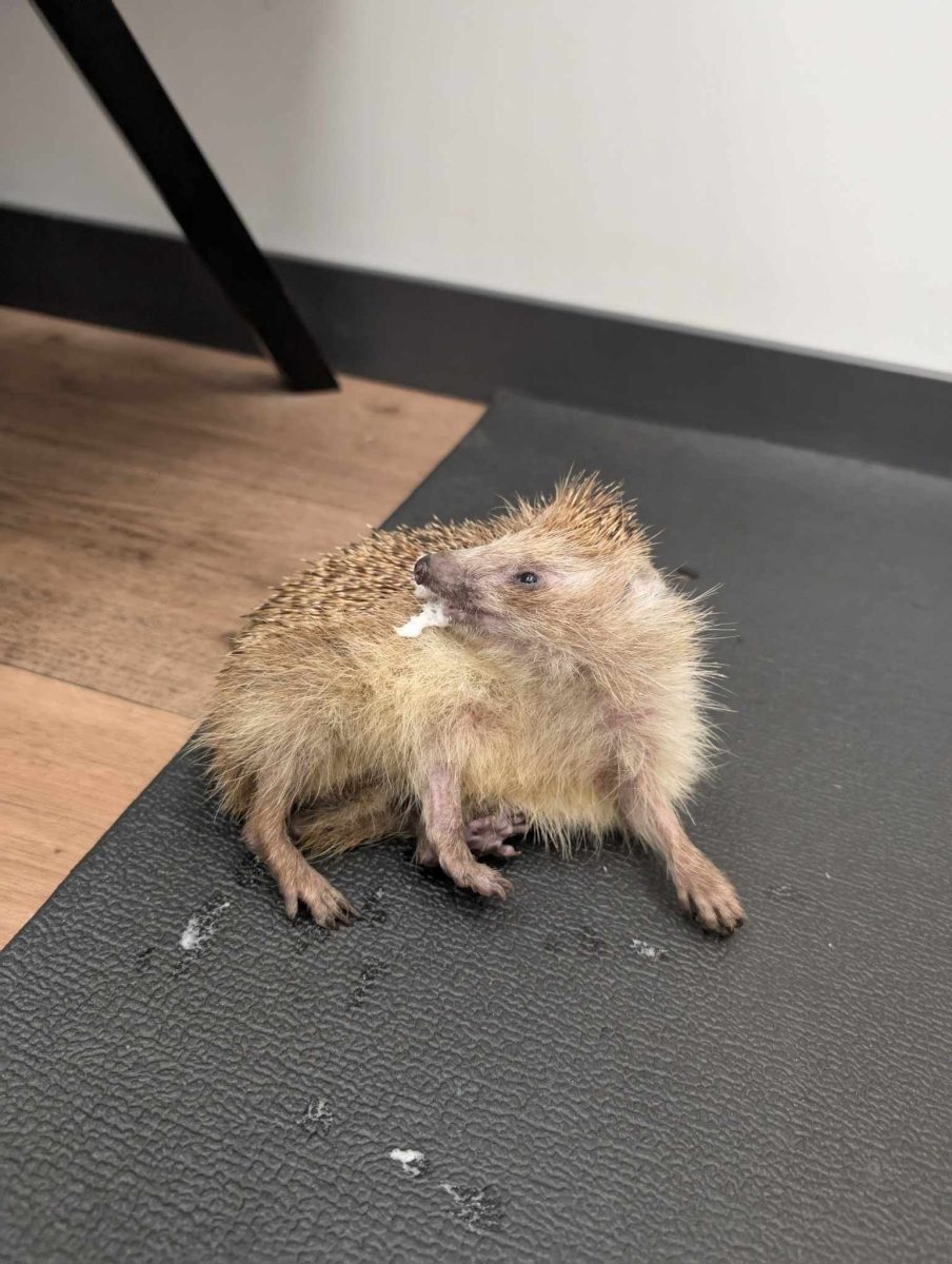 Wirtualna adopcja jeży 481315571 945963247684720 9036127798327239714 n