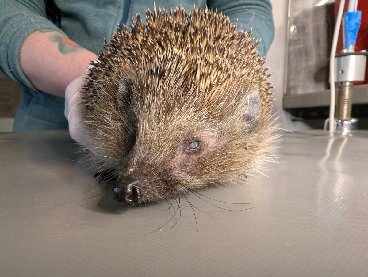 Wirtualna adopcja jeży 481945266 9304467883001196 128791251027800091 n