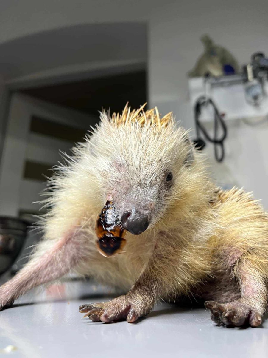 Wirtualna adopcja jeży 482596687 1141247411075401 1298776214477168111 n