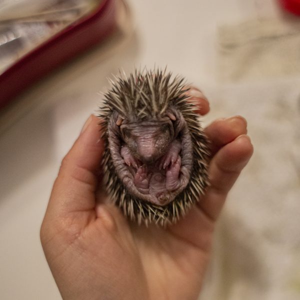 Wirtualna adopcja jeży D59A9627a