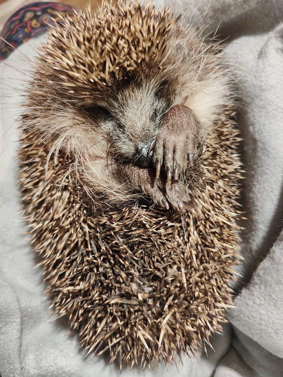 Wirtualna adopcja jeży zylkaa