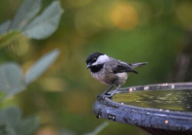 Porady wystaw wode dla zwierzat ptak na poidle ekostraz