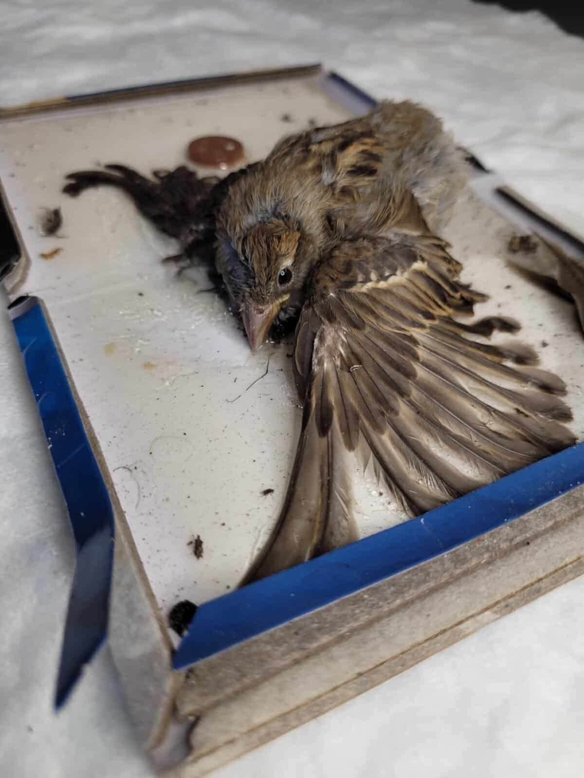 Stop lepom na gryzonie lep