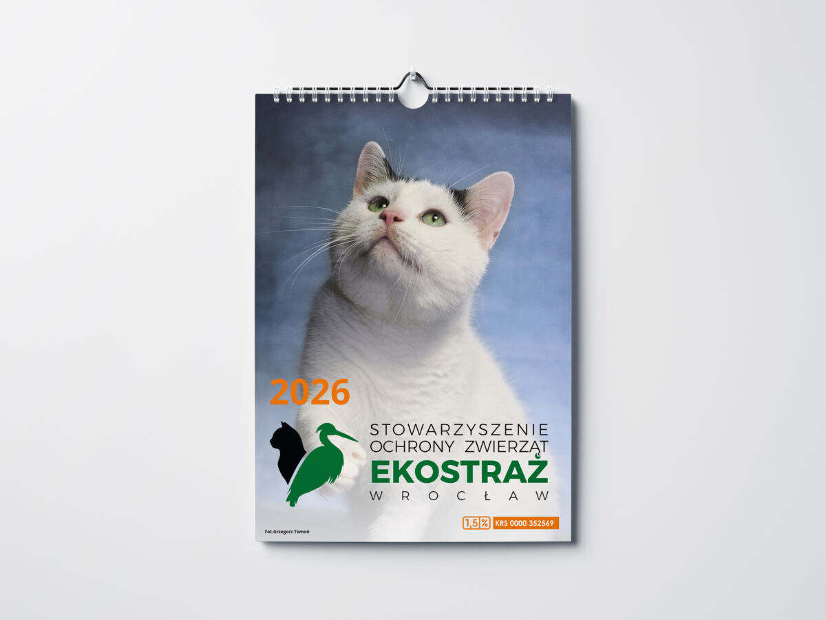 KALENDARZ KOTY ŚCIENNY
