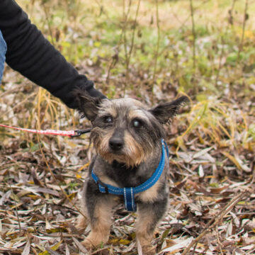 Harry PSX 20251223 004031