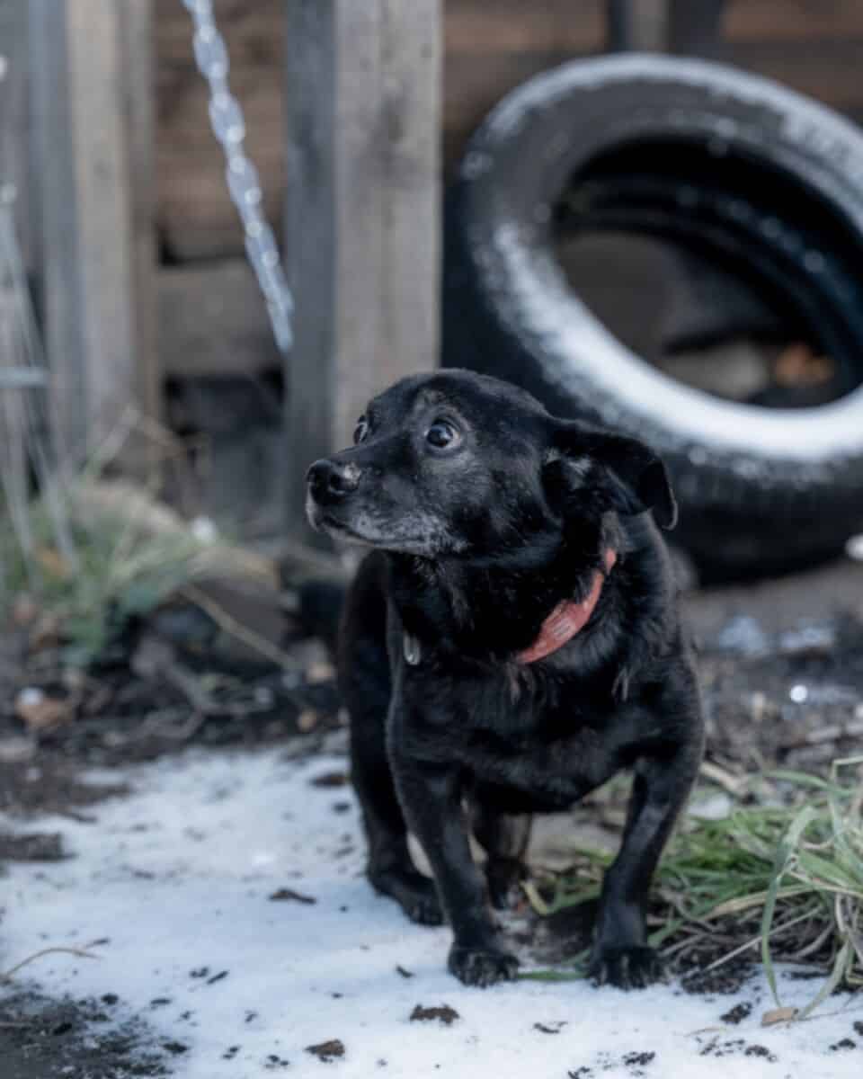 Jak zabezpieczyć psa i kota przed mrozem? Poradnik interwencyjny Ekostraży Szablon posty ud 1080 × 1350