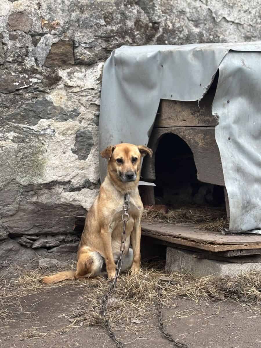 Stop łańcuchom buda pies na lancuchu rysik podaruj wigilijny cud ekostraz.jpeg 1