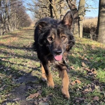 Strupek strupek adopcja 41