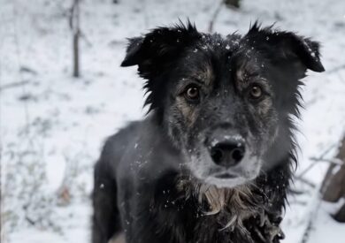 Porady pies na mrozie podaruj zimowy cud ekostraz 2