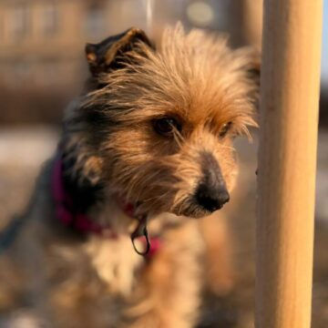 Uszko uszko adopcj 9