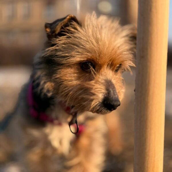 Uszko uszko adopcj 9