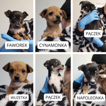 Wuzetka, Cynamonka, Napoleonka, Pączek i Faworek CYNAMONKA