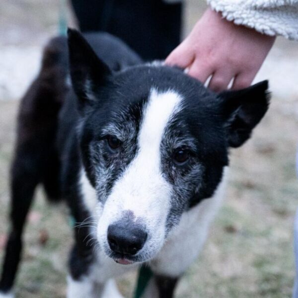 Masza - szukamy domu tymczasowego WhatsApp Image 2026 02 02 at 20.34.01 3