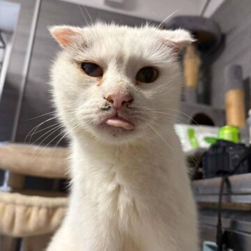 Cukier cukier adopcja1