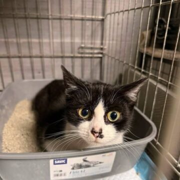 Czikita czikita adopcja