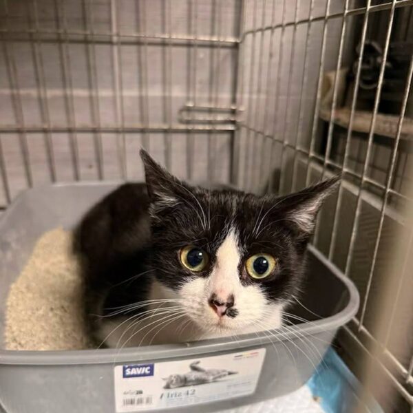 Czikita czikita adopcja