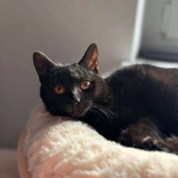 Kit Kat Ford kit kat adopcja1