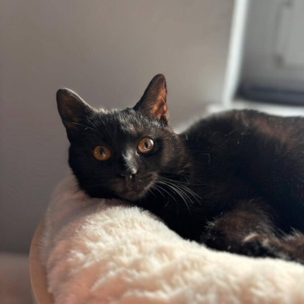 Kit Kat Ford kit kat adopcja1