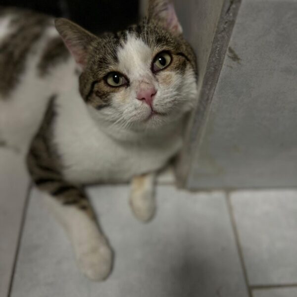 Lewiatanek lewiatanek adopcja3